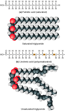Triglycerides aka fats - a saturated and unsaturated fat molecule